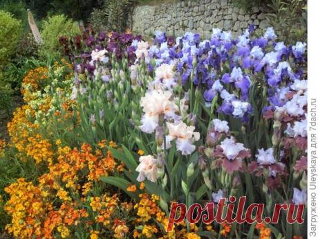 Лакфиоль садовая: особенности культивирования и красивая фотоподборка