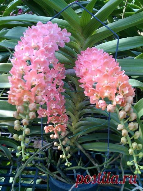 Pink orange Rhynchostylis gigantea