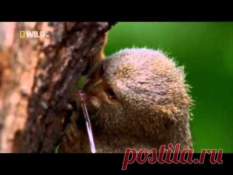 Самые странные в мире животные - На суше - YouTube