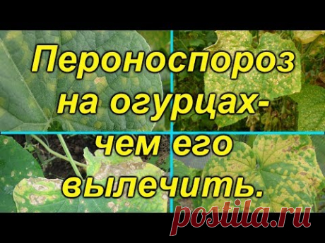 Ложная мучнистая роса (пероноспороз)- вылечите свои растения от этой болезни..