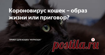 Короновирус кошек – образ жизни или приговор? Ранее мы опубликовали на сайте статью об опасных вирусных инфекциях кошек. В данном материале команда 