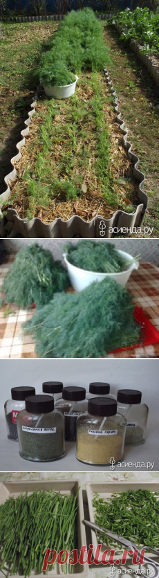 Как я выращиваю укроп.: Группа Органическое земледелие