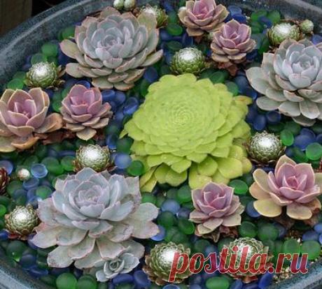 Суккуленты:мини-садик
для дома.Здесь:уход---
https://www.domrastenia.com/peresadka/kak_peresadit_komnatnie_sukkulenti