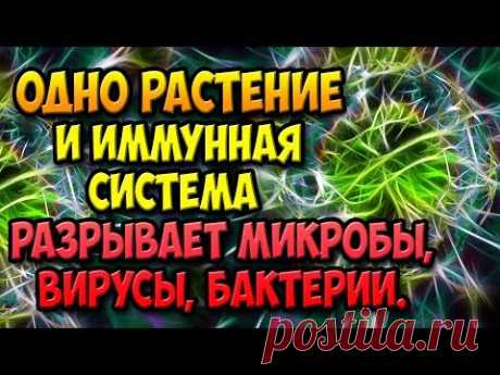 ОДНО РАСТЕНИЕ И ИММУННАЯ СИСТЕМА РАЗРЫВАЕТ МИКРОБЫ, БАКТЕРИИ И ВИРУСЫ! Островский. Йод, роллы.