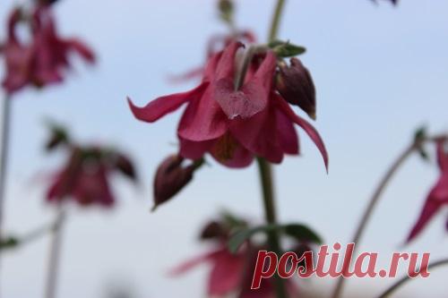 Дневник 19 июня 2021
Добрый день! Лето в самом разгаре и работы в саду — огороде становиться только больше. И все же я продолжаю с вами делиться тем что делаю и сделала, а также показываю результат своих стараний.