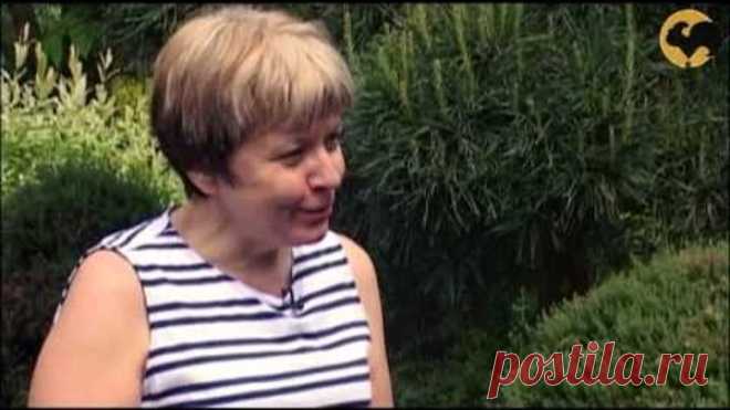 Изгородь из елей от Владимира Житкова Ландшафтные хитрости 66