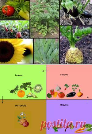 Севооборот овощных культур на участке | Овощи на приусадебном участке
