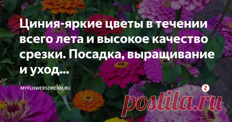 Циния-яркие цветы в течении всего лета и высокое качество срезки. Посадка, выращивание и уход... Описание растения
Циния-популярное однолетнее растение. Разнообразие цветовой палитры оттенков цинии не оставит равнодушными ни одного садовода. Она очень легко сочетается со всеми однолетними и многолетними цветами в саду. Особенно хорошо смотрится с розами и хризантемами. Успешно используется как в одиночных, так и в групповых посадках, послужит эффектным украшением для различных клумб, на перед