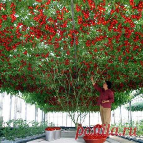 Дачник! Смотри и завидуй!