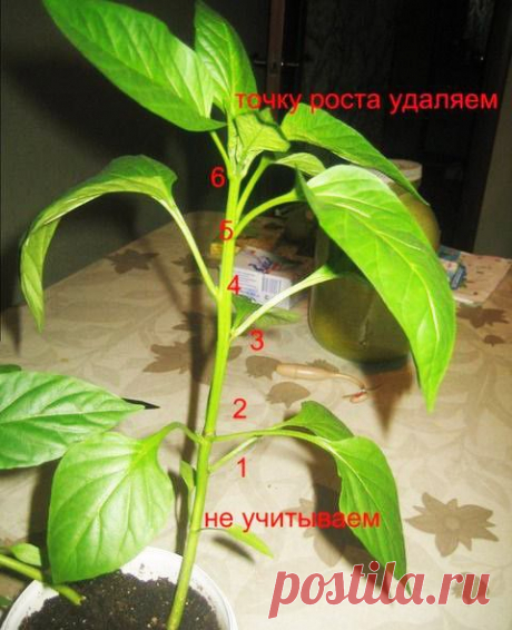 Выращивание рассады сладкого перца - Огородникам - Всё про сад, огород и дачу