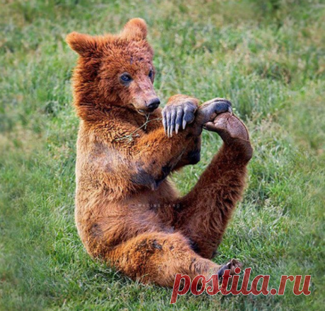 Молодой медведь занимается утренней йогой Фото @marinacano