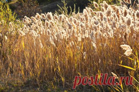 (49) Одноклассники