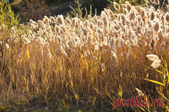 (49) Одноклассники