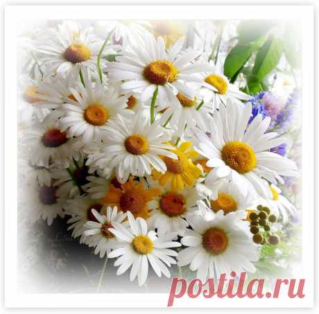 ромашки