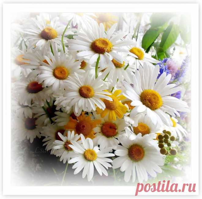 ромашки
