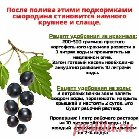 Подкормка смородины золой после окончания плодоношения - Своими руками на даче - как посеять, сажать, ухаживать за растениями и цветами