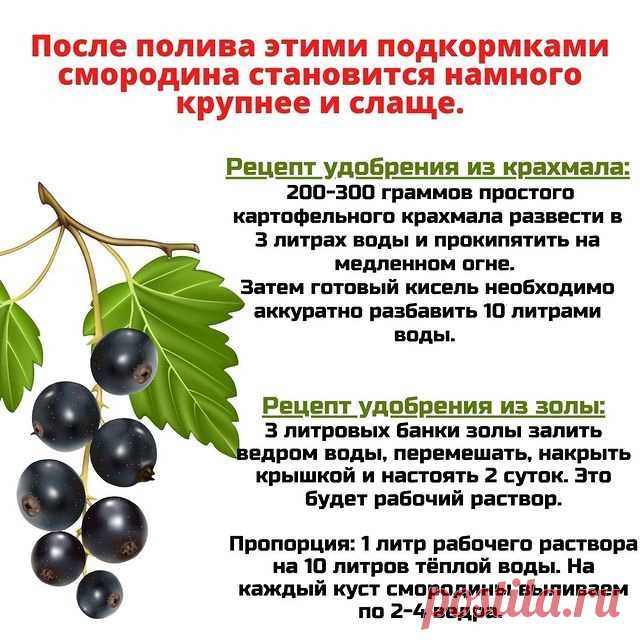 Подкормка смородины золой после окончания плодоношения - Своими руками на даче - как посеять, сажать, ухаживать за растениями и цветами