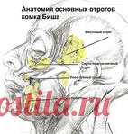Как убрать брыли на лице?