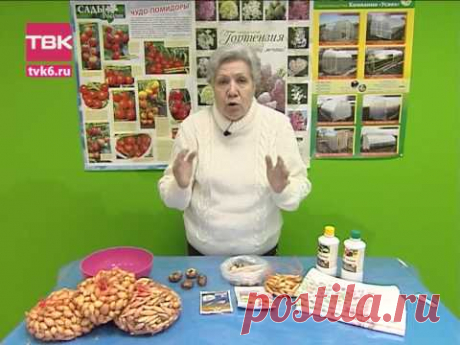 Советы тети Тани. Готовим семена лука и луковичных растений.