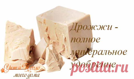 Простой секрет шикарного комнатного цветника