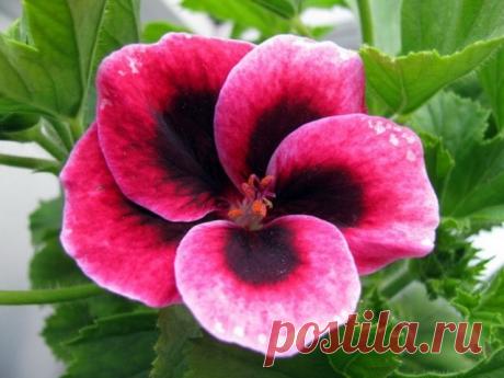 Герань королевская или пеларгония – капризная и прекрасная аристократка - Садоводка