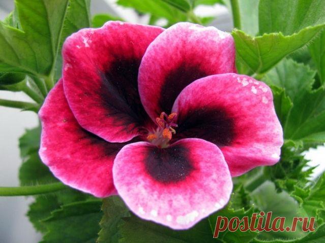 Герань королевская или пеларгония – капризная и прекрасная аристократка - Садоводка