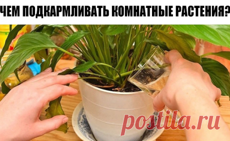 Секрет роскошного комнатного цветника | Женские темы