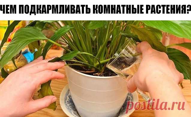 Секрет роскошного комнатного цветника | Женские темы