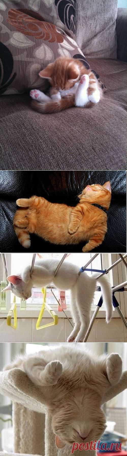 24 кошачьи позы для СНА! | Дай лапку