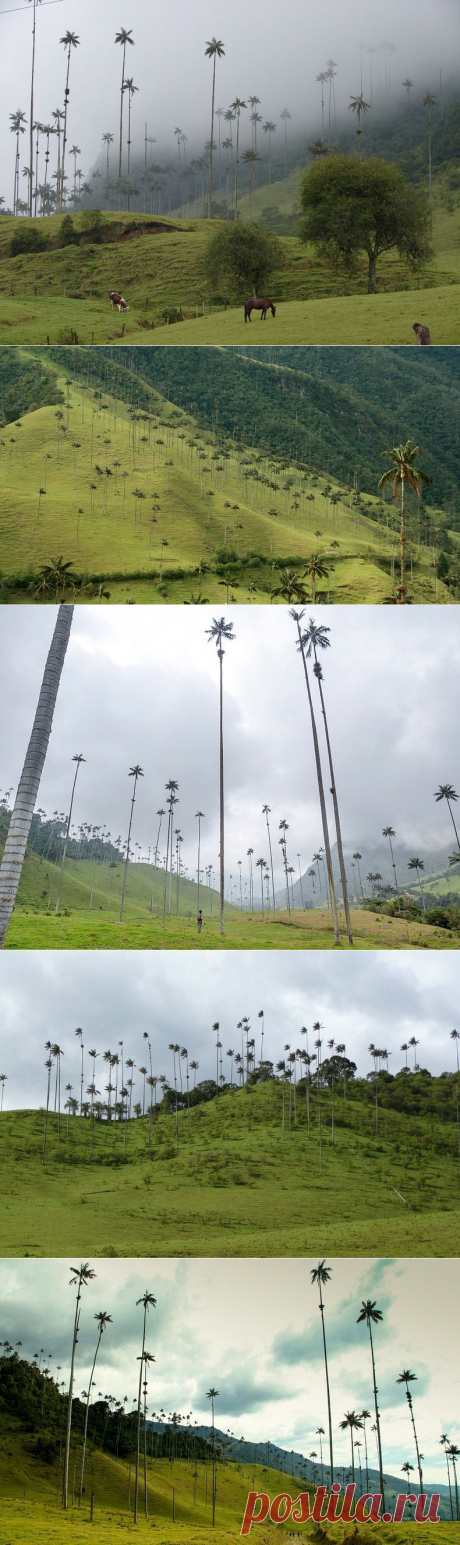 Долина Кокора и восковая пальма - главные достопримечательности Колумбии - Наука и жизнь