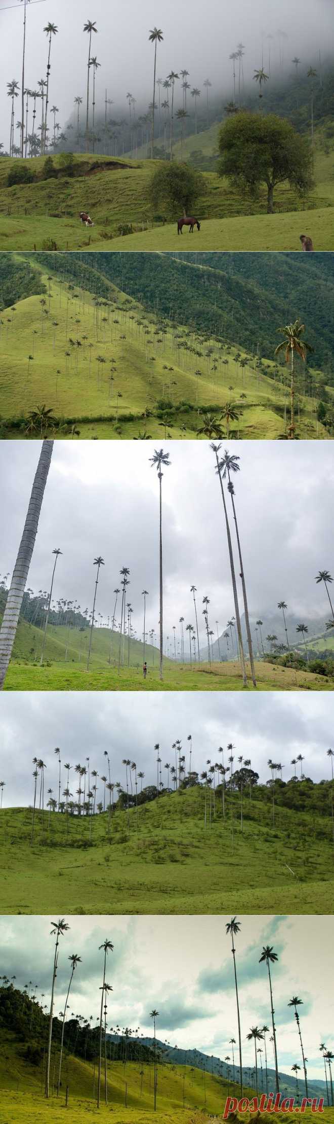Долина Кокора и восковая пальма - главные достопримечательности Колумбии - Наука и жизнь