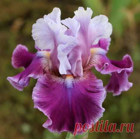TB Iris germanica 'Avenue of Dreams' (Blyth, 2009)  |  Найдено на сайте allthingsplants.com.