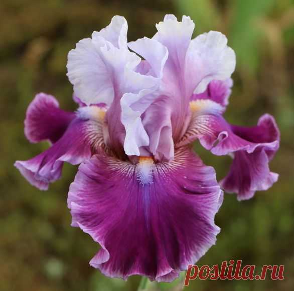 TB Iris germanica 'Avenue of Dreams' (Blyth, 2009)  |  Найдено на сайте allthingsplants.com.