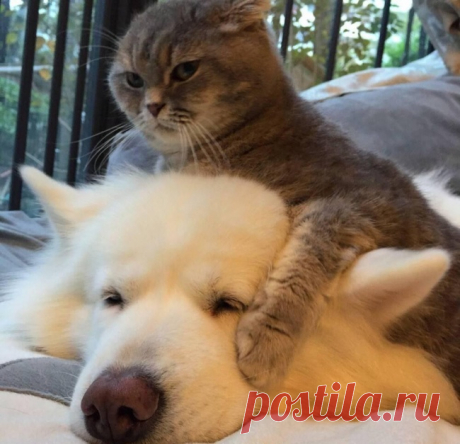 20 потрясающих котов, которые сломали систему