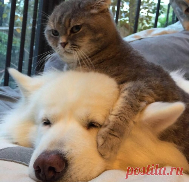 20 потрясающих котов, которые сломали систему