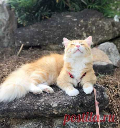 Прекрасные кошки, которые выглядят словно модели