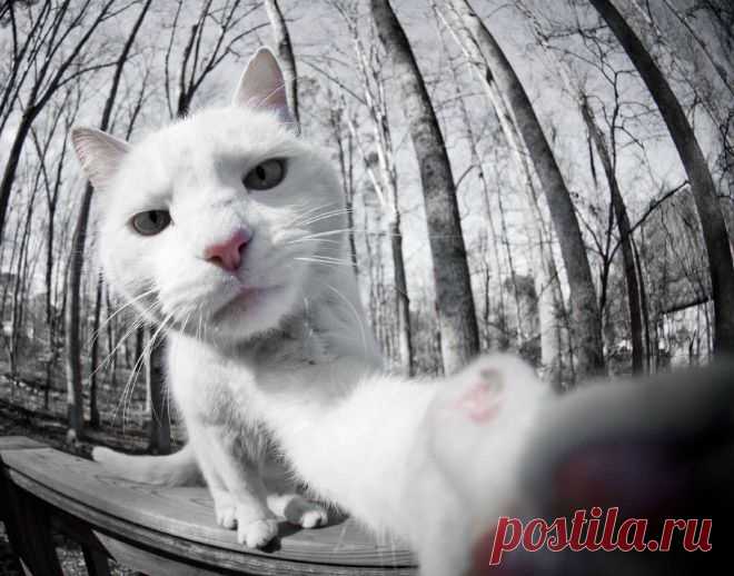 Селфи котов из социальных сетей