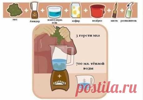 Занимательная ботаника. Как вырастить надпись или рисунок из мха / Вязание как искусство!