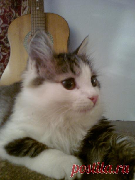 Наш кот Миша