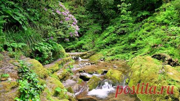 Цветущий Рододендрон высоко в горах Краснодарского края .... 😌❤