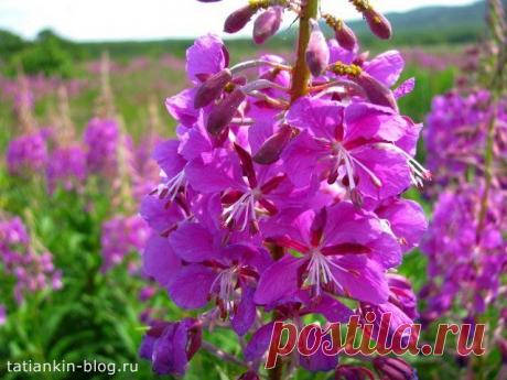 Иван - чай полезные свойства | Блог о здоровье