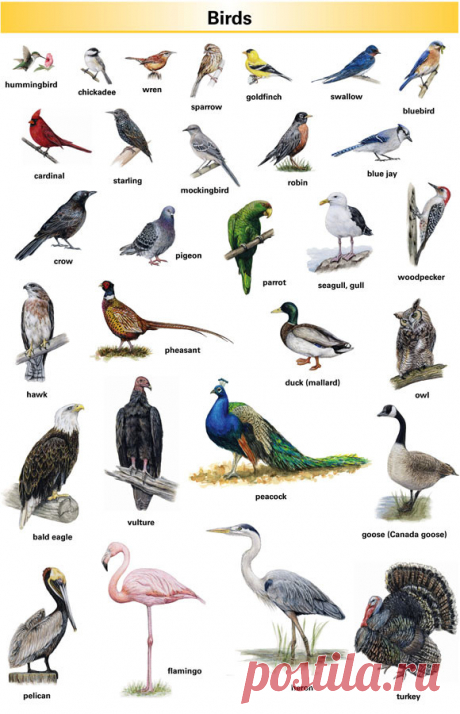 Названия птиц по-английски:

Аист- Stork
Орел- Eagle
Альбатрос- Albatross
Ара- Macaw
Павлин-Peacock, peafowl
Баклан- Cormorant
Беркут- Golden eagle
Перепел- Quail
Воробей-Sparrow
Ворон- Raven
Петух-Cock; rooster (амер.)
Ворона- Crow
Пигалица-Lapwing, peewit
Выпь-Bittern
Пингвин- Penguin
Вьюрок -Mountain finch, brambling
Гагара- Loon, diver
Галка- Jackdaw, daw
Глухарь- Cock of the wood; wood grouse
Поморник-Jaeger
Поползень - Nuthatch
Голубь - Pigeon; dove
Попугай - Parrot
...