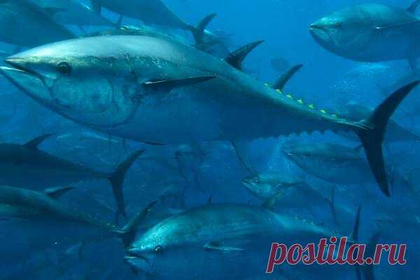 Гигантского тунца продали на аукционе в Токио за $800 тысяч Самого дорогого тунца на первом аукционе этого года продали в Токио почти за 800 тысяч долларов (более 73 млн рублей). Это четвертое место по стоимости лота с 1999 года, когда начали вести подобную статистику, передает «МИР 24».Вес этой рыбины – 238 килограммов. Суши из нее можно будет...