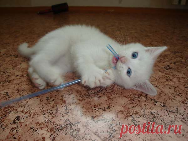 Хорош, коктейльчик