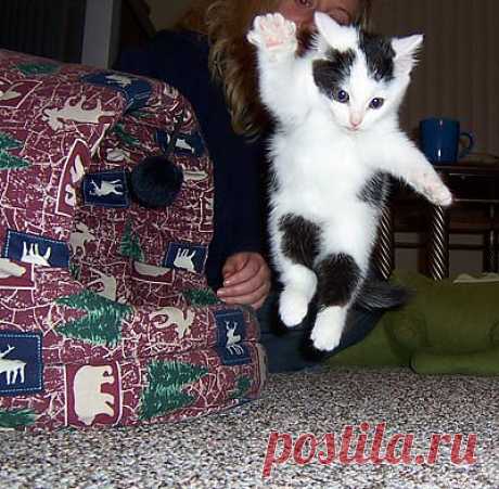 Кошаки атакуют!