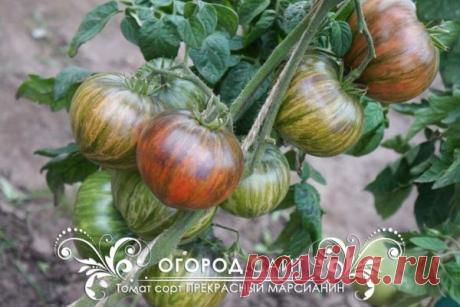 Томат Прекрасный марсианин (Софии Сааковой), семена | ОГОРОД.сайт