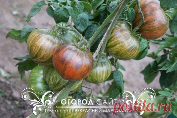 Томат Прекрасный марсианин (Софии Сааковой), семена | ОГОРОД.сайт