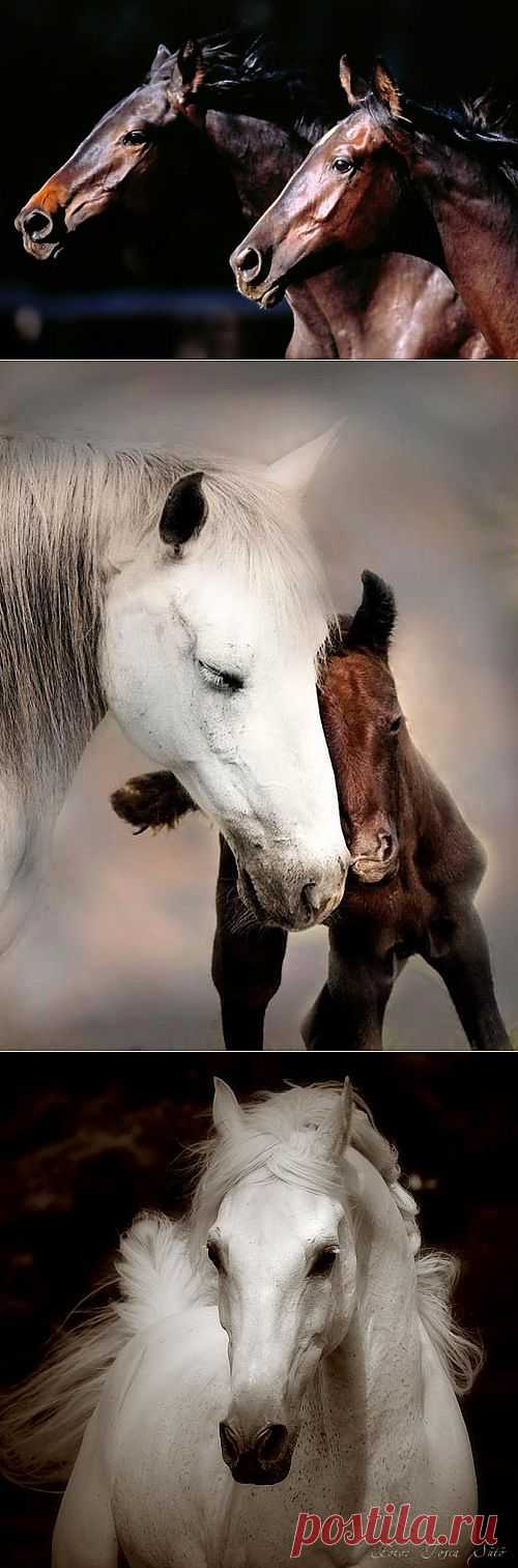 Кони привередливые.