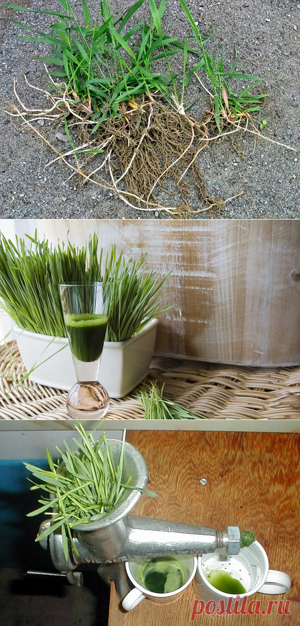 Сорняк, который возвращает здоровье