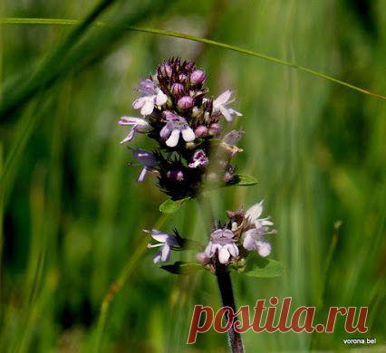 Богородская трава
В России чабрец называли богородской или богородицыной травой. В обычае было в день Успения Богородицы пучками ароматной травы украшать ее иконы. Эта трава исцеляет, спасает от порчи, от домового. Вместе с растением Петров крест его зашивали в ладанки и носили на шее, чтобы уберечься от злых духов. Чабрец использовали в языческих обрядах. В одном довольно древнем травнике приводится поэма под названием «Колдовство девяти трав»